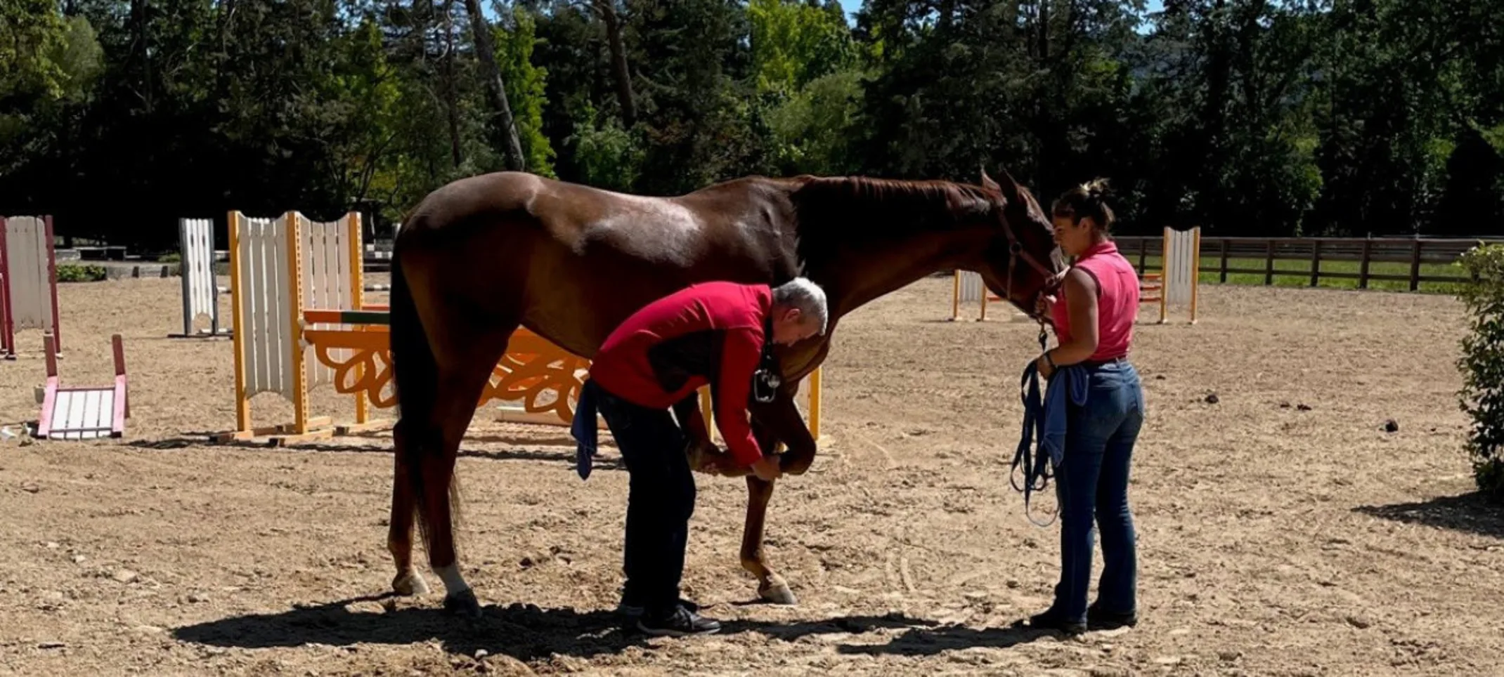Two Veterinarians Examining a Brown Horse Outside at Bayhill Equine